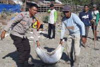 Foto anggota kapolres sumbawa lagi bantu masyarakat  gotong royong 