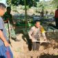 foto anggota polres sumbawa lagi gali kubur 
